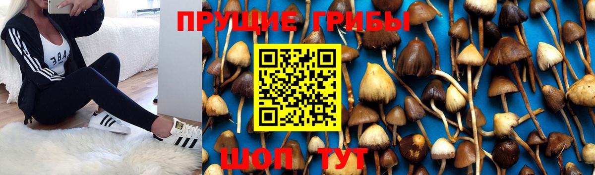 Красный Сулин  Псилоцибиновые грибы Cubensis  Вход с VPN 